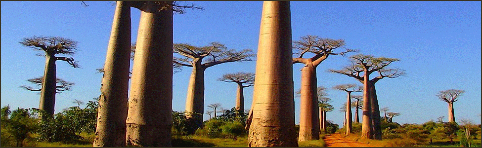 Aventura en Madagascar 
