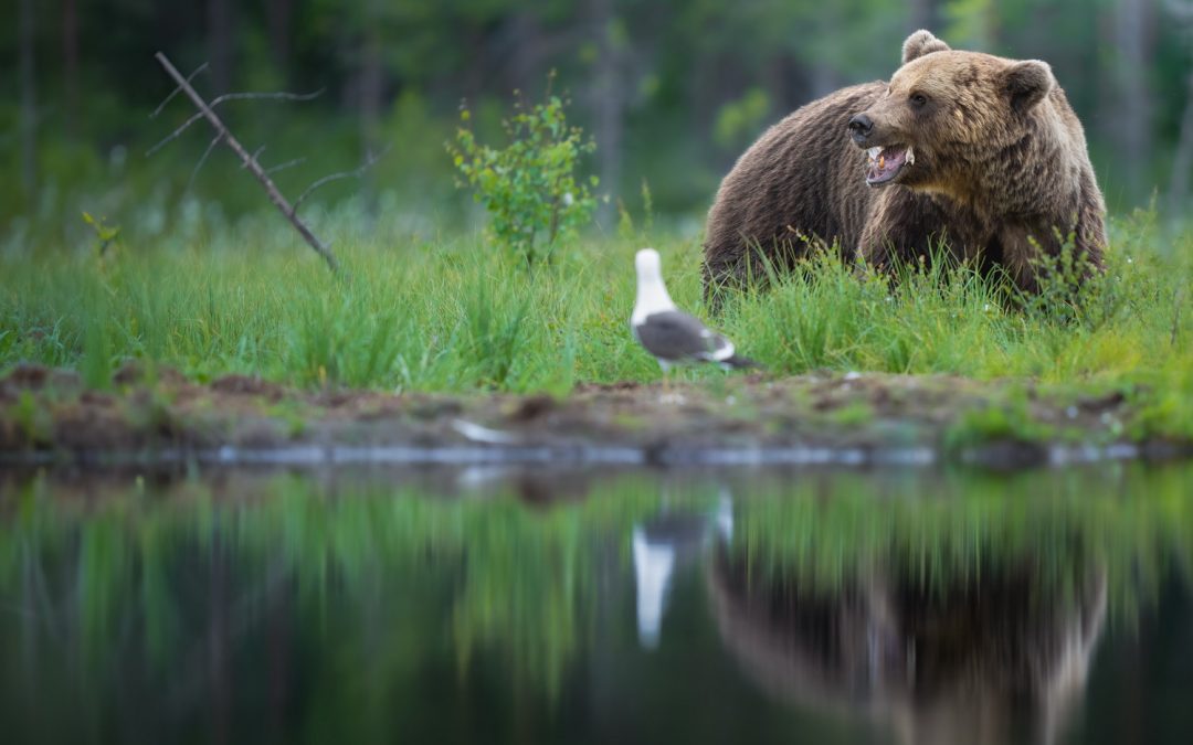 Verano salvaje en Finlandia – Viaje fotográfico de fauna