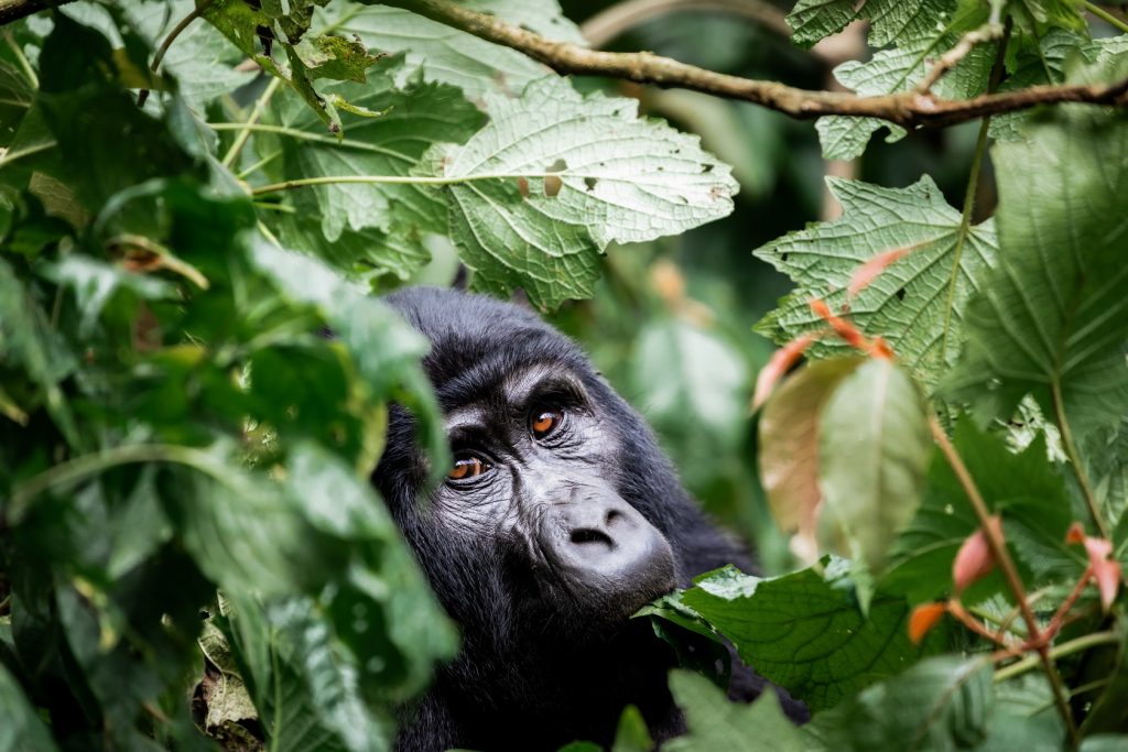 A través del Tadrart